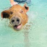 3 Island Beach Experience with Snorkel Turtle Encounters and Pig - The Detailed Breakdown of the 3 Island Beach Experience