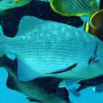 3 Stop Snorkel Hopping & Beach in Roatan - Authenticity and Smooth Sailing