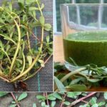 3 to 5 Hour Private Herbal Tour Shopping and Dinner at Ricks Cafe - Who Should Consider This Tour?