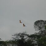 4-Day Amazon Jungle Tour at Eco Amazonia Lodge - What Makes This Tour Stand Out?