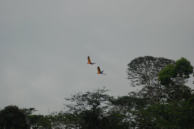 4-Day Amazon Jungle Tour at Eco Amazonia Lodge - What Makes This Tour Stand Out?