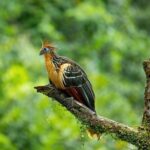 4-Day Cuyabeno Amazon Adventure: Bird Watching, Wildlife, Hiking, Kayaking - FAQs