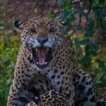 4-day Pantanal Tour with accommodation - Departing from Cuiaba - Day 2: The Heart of the Pantanal — Wildlife Walks and Game Drives