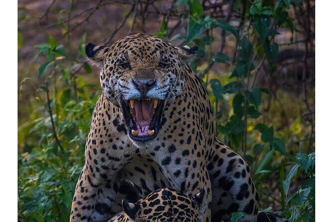 4-day Pantanal Tour with accommodation - Departing from Cuiaba - Day 2: The Heart of the Pantanal — Wildlife Walks and Game Drives