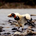 4 Day Tour to the Manu National Park - The Experience: What Makes it Special?