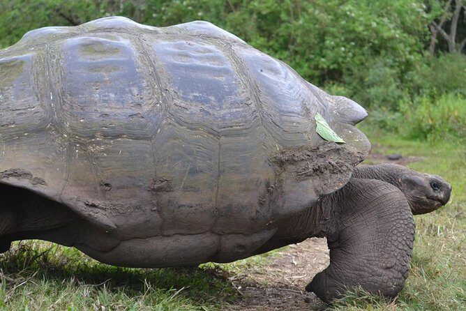 4 Days Galápagos - Isabela Islands and Santa Cruz - Final Thoughts