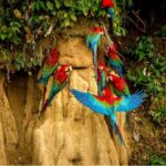 4 Days Manu Park Tour - What Makes This Tour Stand Out?