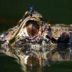 4 Days- Manu Peruvian Jungle - An In-Depth Look at the 4-Day Manu Jungle Experience