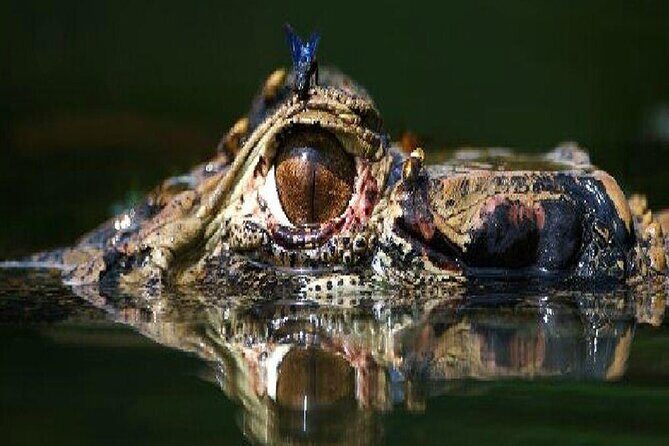 4 Days- Manu Peruvian Jungle - An In-Depth Look at the 4-Day Manu Jungle Experience