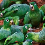 4 Days Manu Rainforest Tour - Authentic Encounters and Guide Expertise