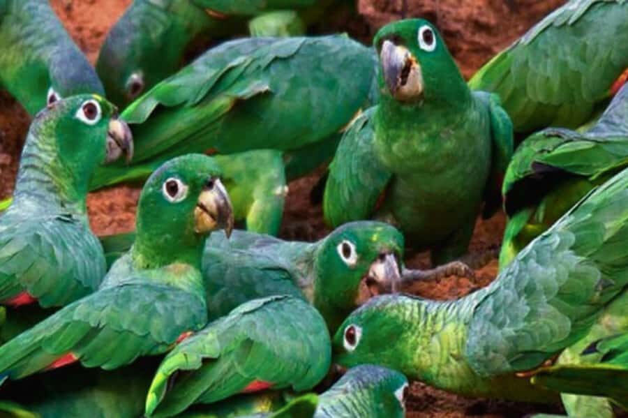 4 Days Manu Rainforest Tour - Authentic Encounters and Guide Expertise