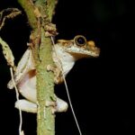 4 Days Tour to Tambopata National Reserve - What Travelers Say: Authentic Experiences and Impressive Guides