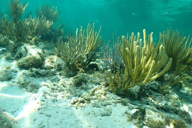 4-Stop Stingray, Snorkel, Star Fish & 7 Mile Beach (Family Owned) - Who Should Book This Tour?