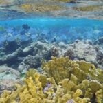 4 Stops Tour: Stingray, Snorkeling, Starfish & 7 Mile Beach - Who Should Book This Tour?