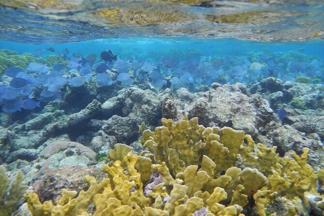 4 Stops Tour: Stingray, Snorkeling, Starfish & 7 Mile Beach - Who Should Book This Tour?