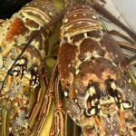 4HR-Halfday Private Fishing Tour in Gracebay - The Experience: Detailed Breakdown of What Youll Encounter