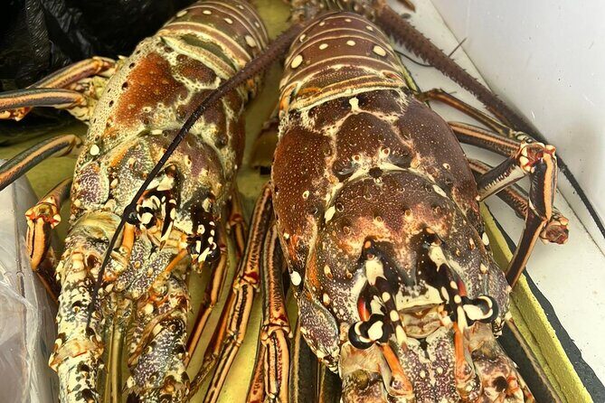 4HR-Halfday Private Fishing Tour in Gracebay - The Experience: Detailed Breakdown of What Youll Encounter