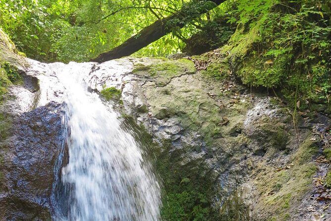 4x4 Jungle Safari to Waterfall & Delicious Rainforest Lunch - Why This Tour Stands Out