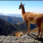 4X4 tour Villavicencio Puente del Inca - Who Should Consider This Tour?