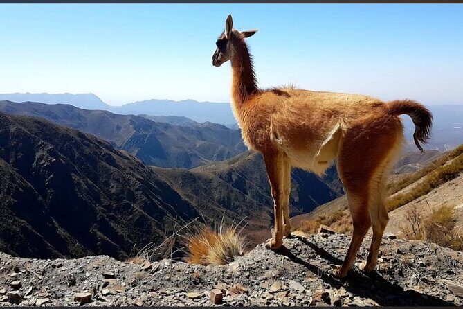 4X4 tour Villavicencio Puente del Inca - Who Should Consider This Tour?