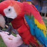 5 Days 4 Nights Culture and Nature of the Amazon - Day 3: Crossing Borders and Discovering Cacao