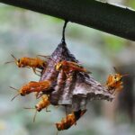 5 Days Cuyabeno Amazon Jungle with accommodation in Tucan Lodge - Authentic Experiences and Practicalities