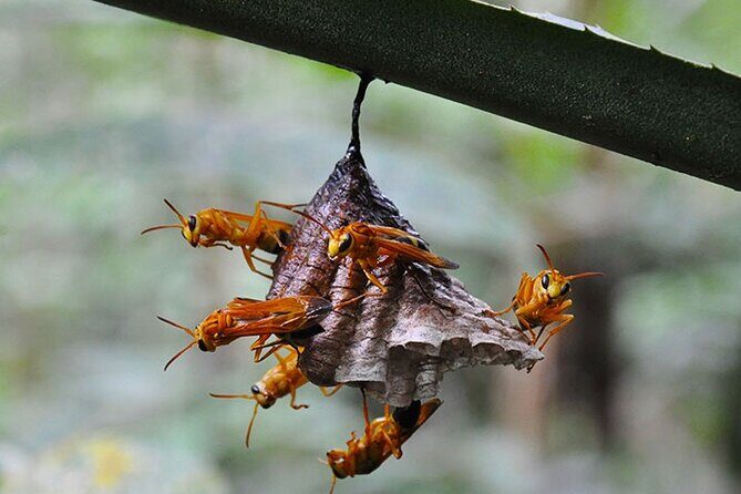 5 Days Cuyabeno Amazon Jungle with accommodation in Tucan Lodge - Authentic Experiences and Practicalities