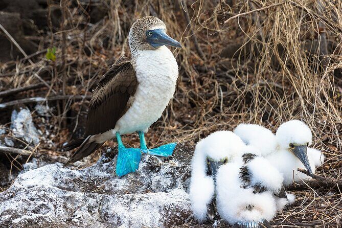 5 Days Guided Galapagos Adventure Trip - Who Will Love This Tour?