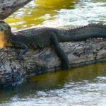 5 Days Manu Park Tour - What Makes This Tour Stand Out