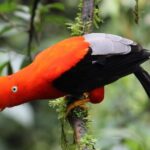 5-days Private Manu Jungle Tour with Waterfalls and Hot Springs - Authenticity & Responsible Tourism