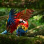 5 Days Wildlife Tour in Drake Bay, Sierpe, Corcovado and Osa - FAQ