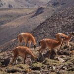 6-Day Andes Crossing from Mendoza to Chile by Horse - What’s Included and What’s Not