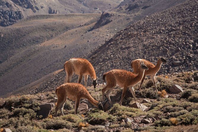 6-Day Andes Crossing from Mendoza to Chile by Horse - What’s Included and What’s Not