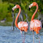 6-Day Bird Watching Tour in the Sierra de Bahoruco - A Detailed Look at the 6-Day Sierra de Bahoruco Bird Watching Tour