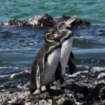 6-Day Galapagos Island Hopping Tour: Santa Fe, Santa Cruz and Los Tuneles - Why This Tour Is a Great Fit