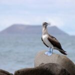 6 Days Galapagos Island Hopping - Authentic Encounters and Guide Expertise
