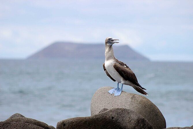 6 Days Galapagos Island Hopping - Authentic Encounters and Guide Expertise