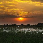 6 Days Pantanal and Jaguar Safari departing from Cuiaba - Who Will Love This Tour?