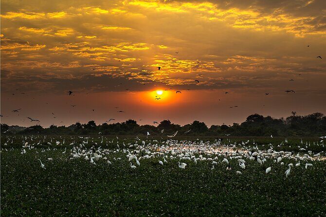 6 Days Pantanal and Jaguar Safari departing from Cuiaba - Who Will Love This Tour?