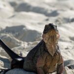 6 Hours Rose Island Tour with Snorkeling Experience and Lunch - Final Thoughts