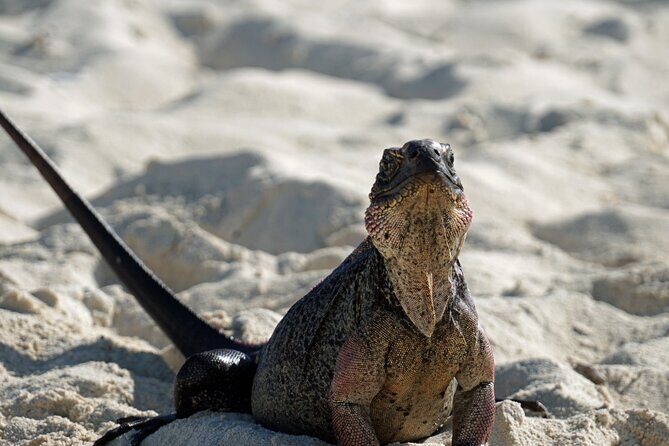 6 Hours Rose Island Tour with Snorkeling Experience and Lunch