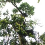 60m Tree Climbing Experience with Descent in Tarzan or Rapel - In-depth Review: Climbing Above the Rainforest