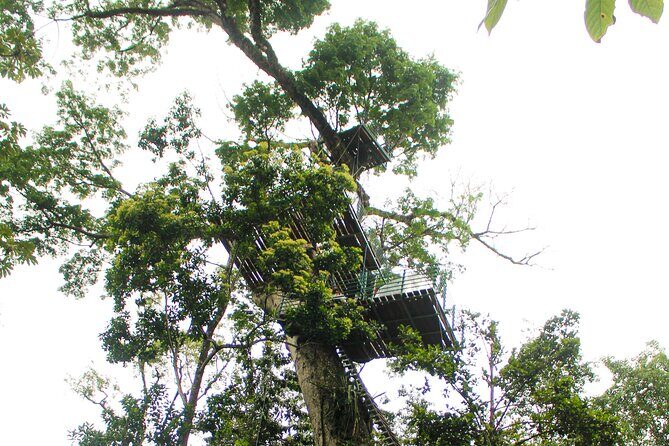 60m Tree Climbing Experience with Descent in Tarzan or Rapel - In-depth Review: Climbing Above the Rainforest
