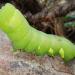 7 days and 6 nights Private Tour Manu National Park in Cusco - The Practical Side: What to Expect