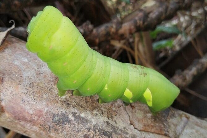 7 days and 6 nights Private Tour Manu National Park in Cusco - The Practical Side: What to Expect