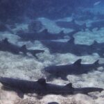 7-Days Galapagos Island Hopping Tour in Ecuador - What Travelers Say: Authentic Perspectives