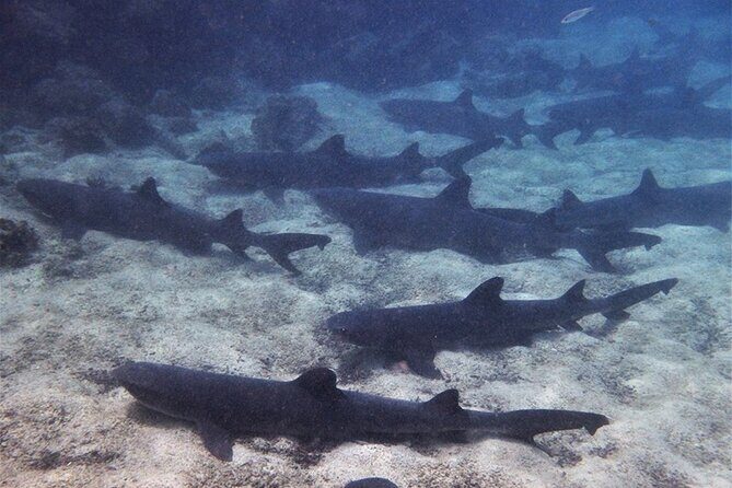 7-Days Galapagos Island Hopping Tour in Ecuador - What Travelers Say: Authentic Perspectives