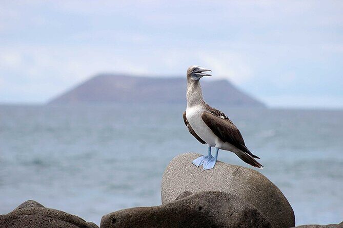 8 Day Galapagos Island Hopping - Detailed Breakdown of the Itinerary