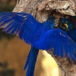 8 Days Jaguars and Pantanal Safari tour - Starting Point: Cuiabá and the Journey into the Pantanal