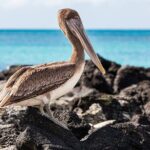 9 Days Galapagos Island Hopping - Practical Considerations